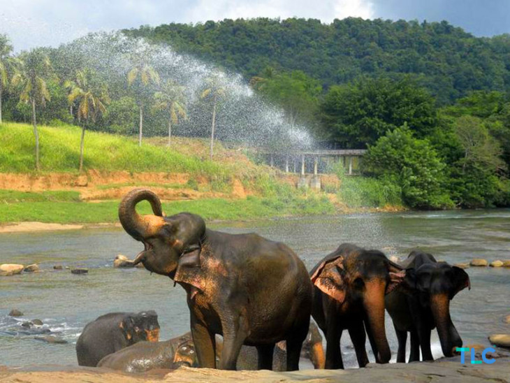 Pinnawala Elephant Orphanage Day Tour from Kandy